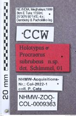 Etikett zu Megapenthes bengalensis (Schimmel, 2004)